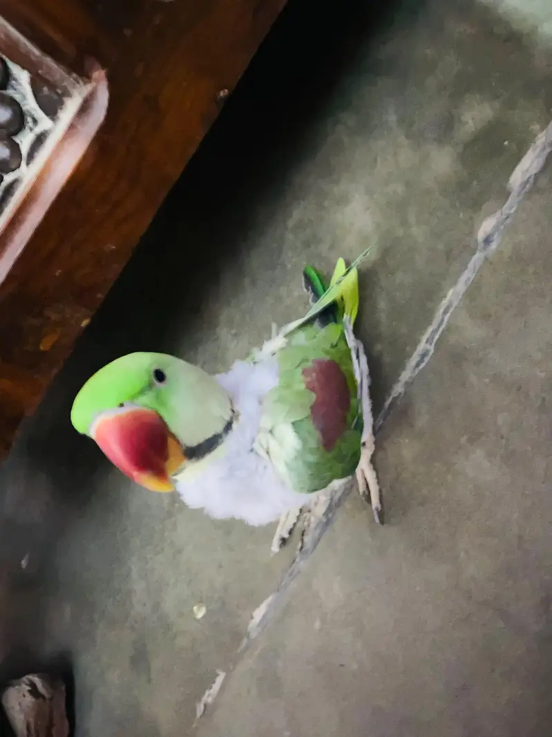 Raw Parrot — photo 7