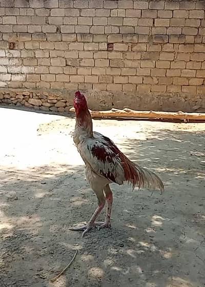 Asseel murga