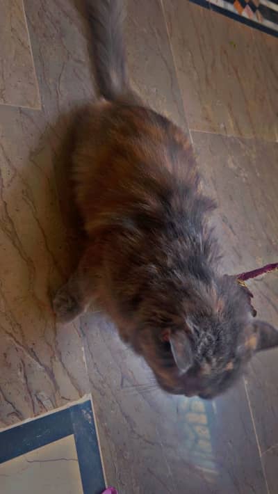 Pure Double Coated Persian Female Cat for Sale