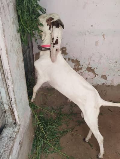 bakra  5 months