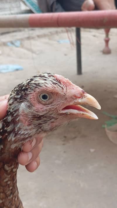 aseel mian wali murghi or iska bachy