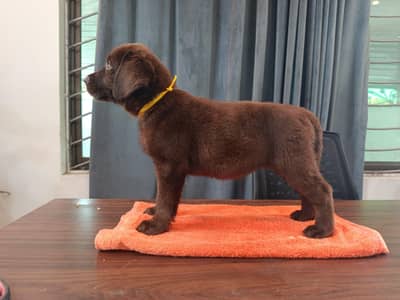 coco of sadanwali