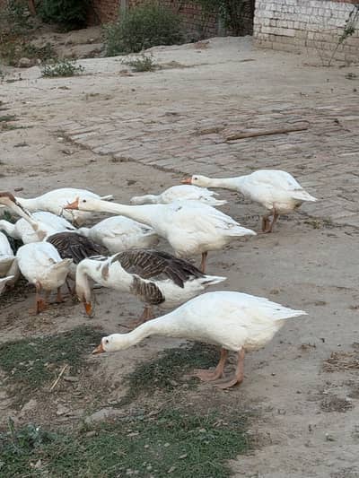 12 Ducks for sale