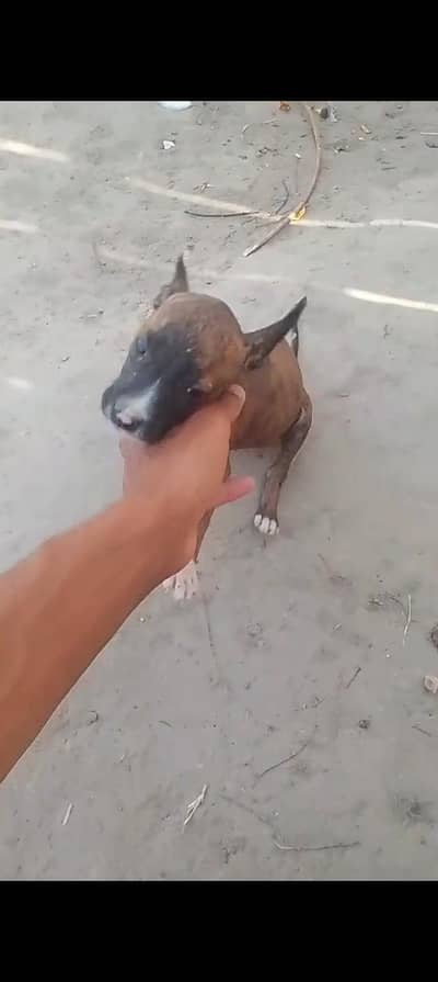 Walaity gultair male for sale
