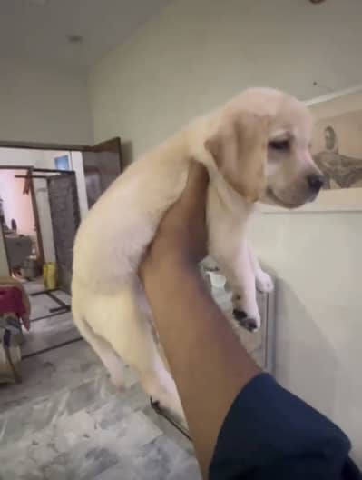 Labrador