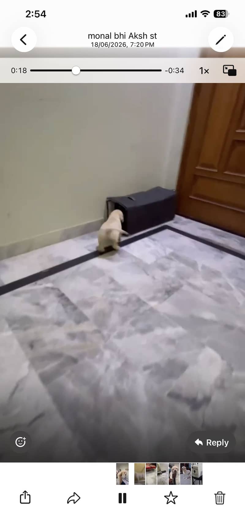 Labrador 1