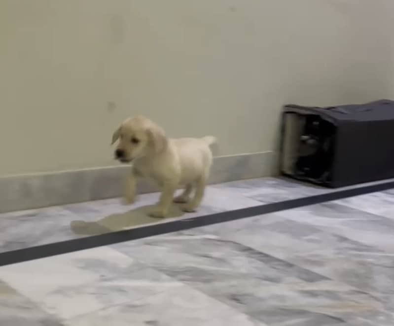 Labrador 3
