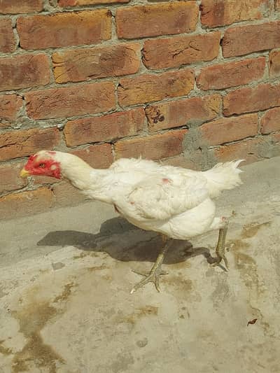 white hens