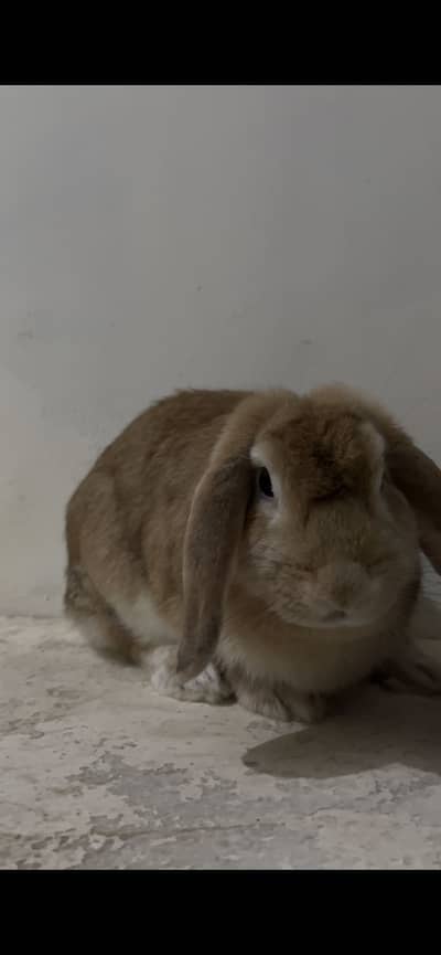holland lop rabbit