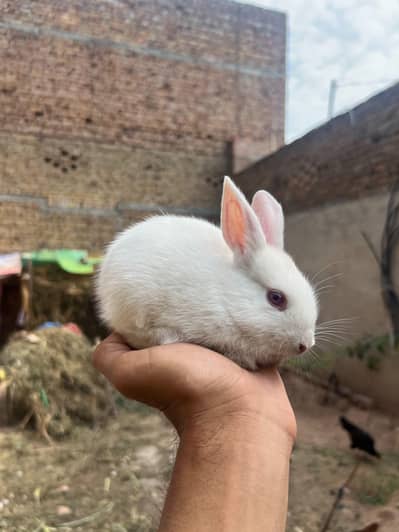 Rabbits