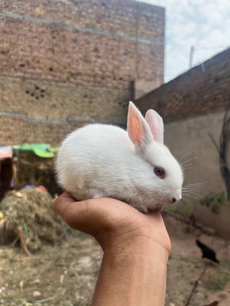 Rabbits 0