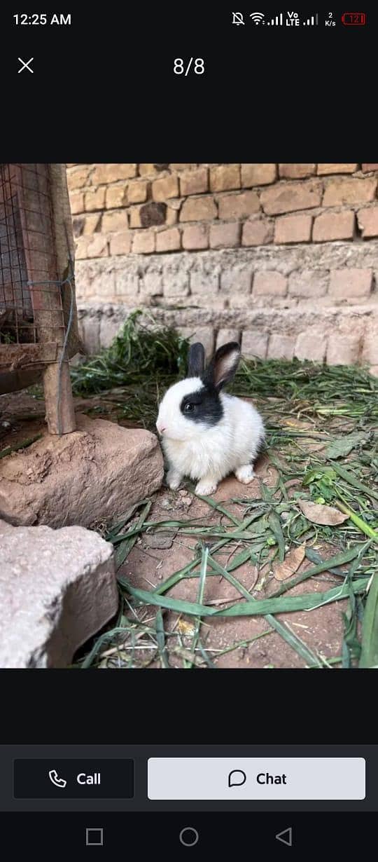Rabbits 1