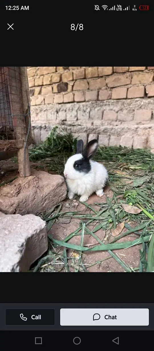 Rabbits — photo 2