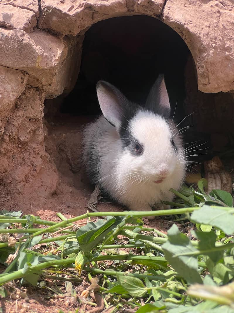Rabbits 3