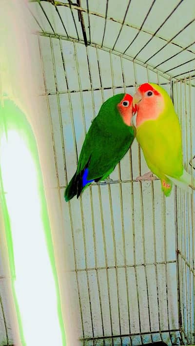 healthy love bird pair for sale