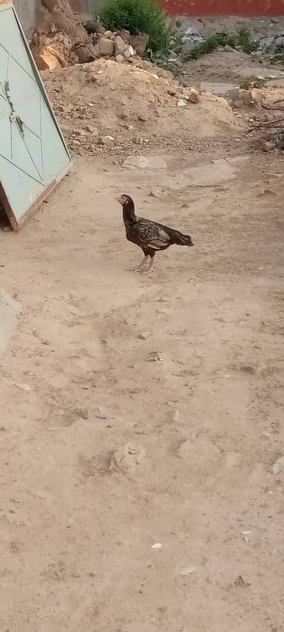 Aseel hens