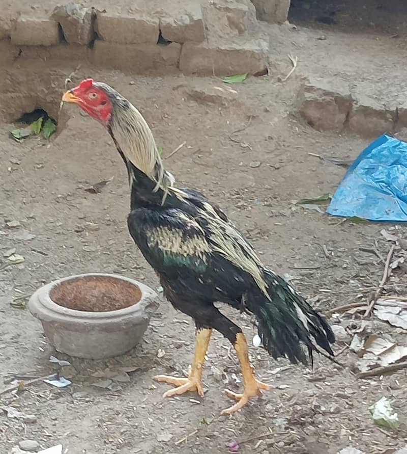 Aseel patha 3
