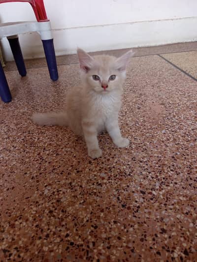 kitten for sale