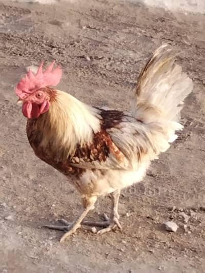 sale for Cock