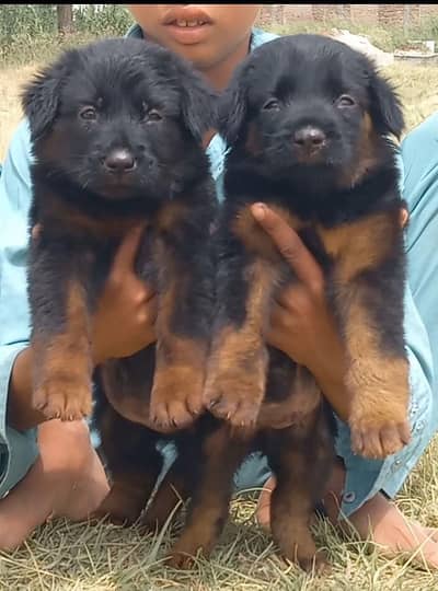 German Dabal coat male female for sale