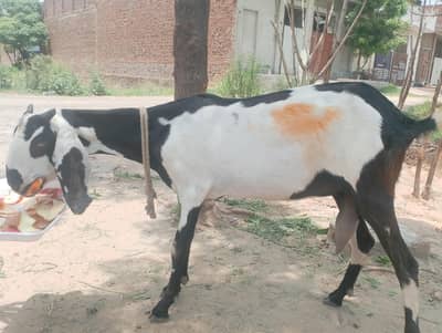 Faisalabad bital brand