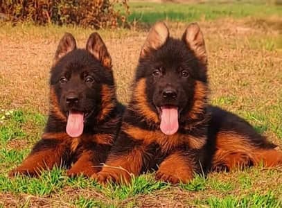 German Shepherd Dabal coat piar available for sale