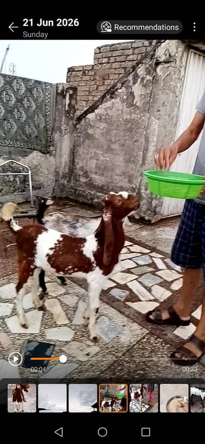 vip male for sale