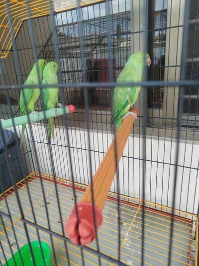 roseingparrots are available