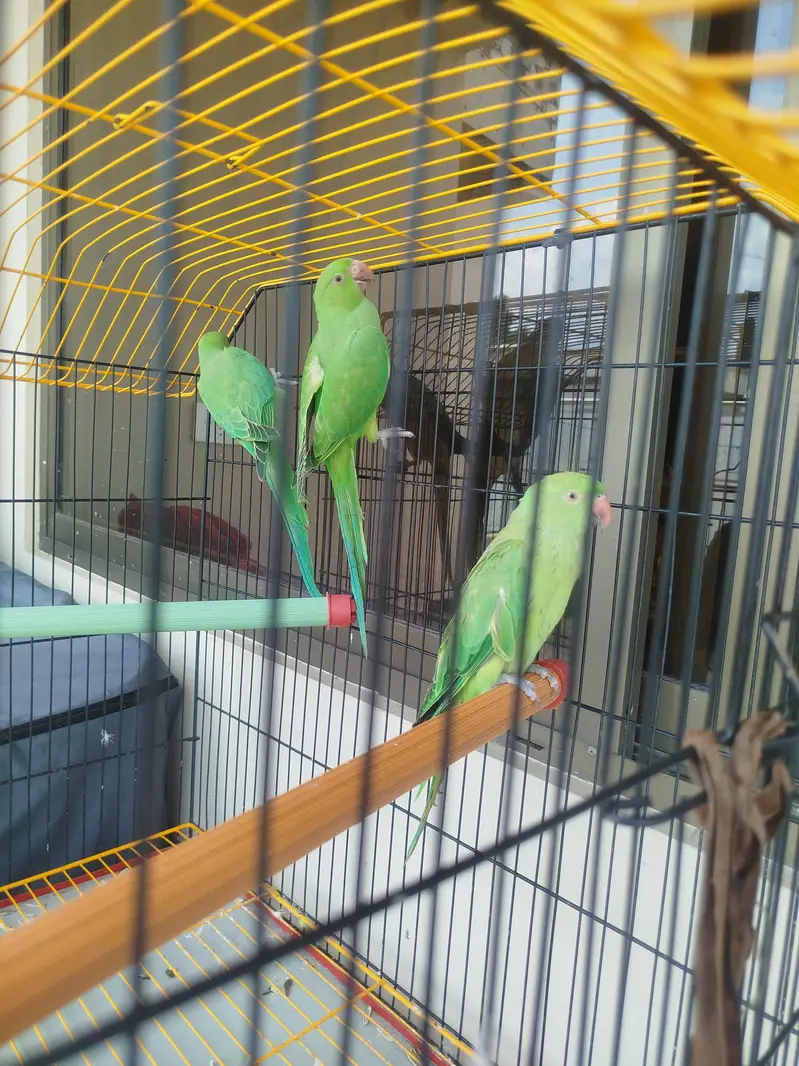 roseingparrots are available — photo 2