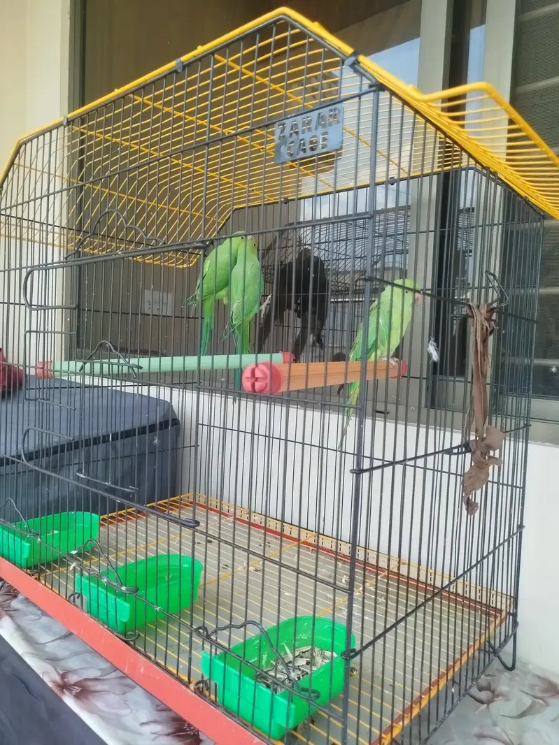 roseingparrots are available — photo 3