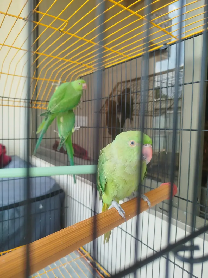 roseingparrots are available — photo 4