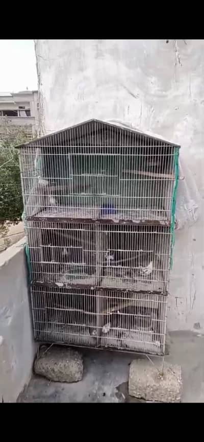 5 pair of Diamond pied dove with cage for sale