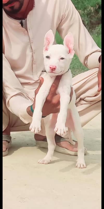 Guwahati gultair dog for sale