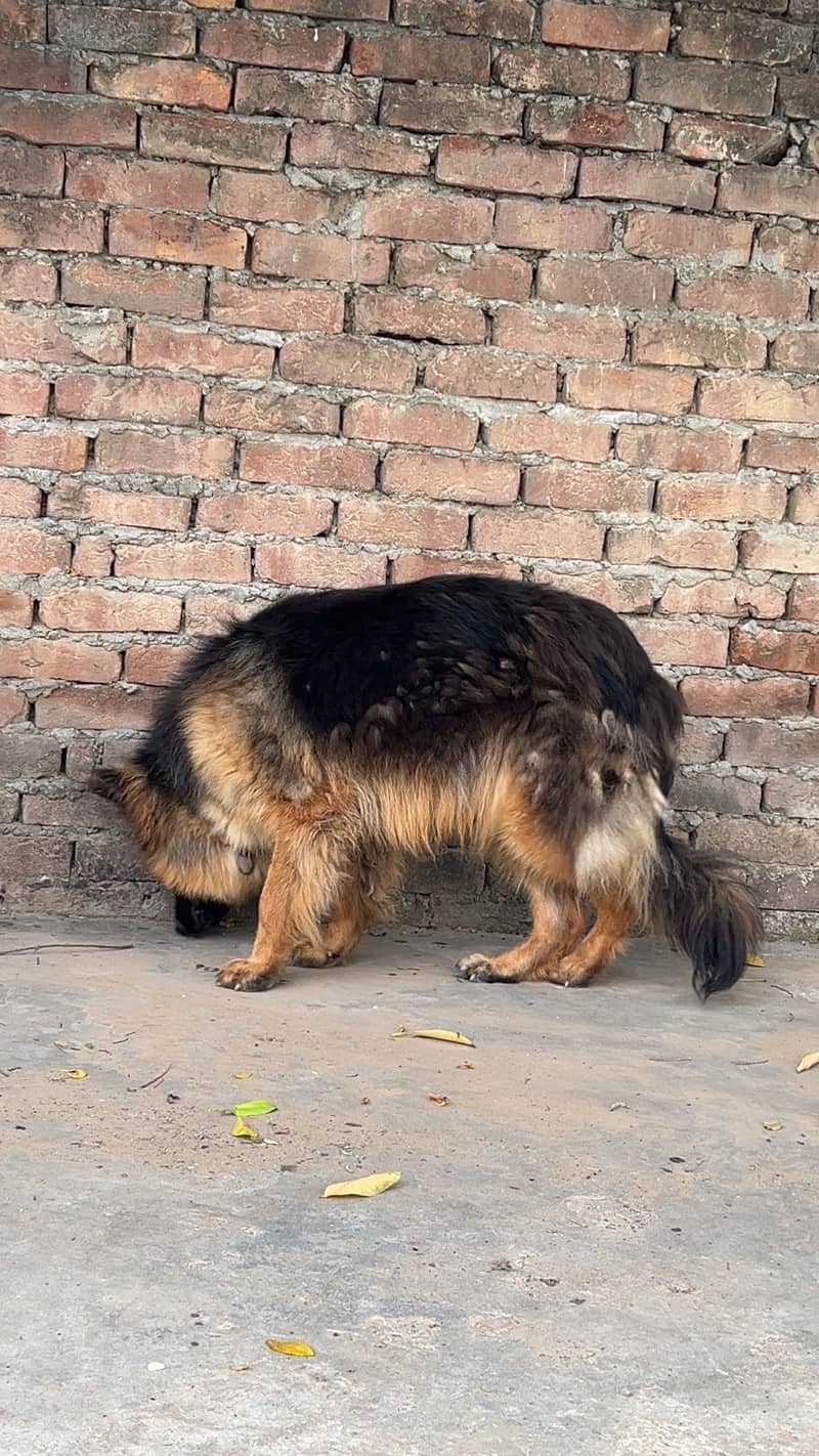 German 0