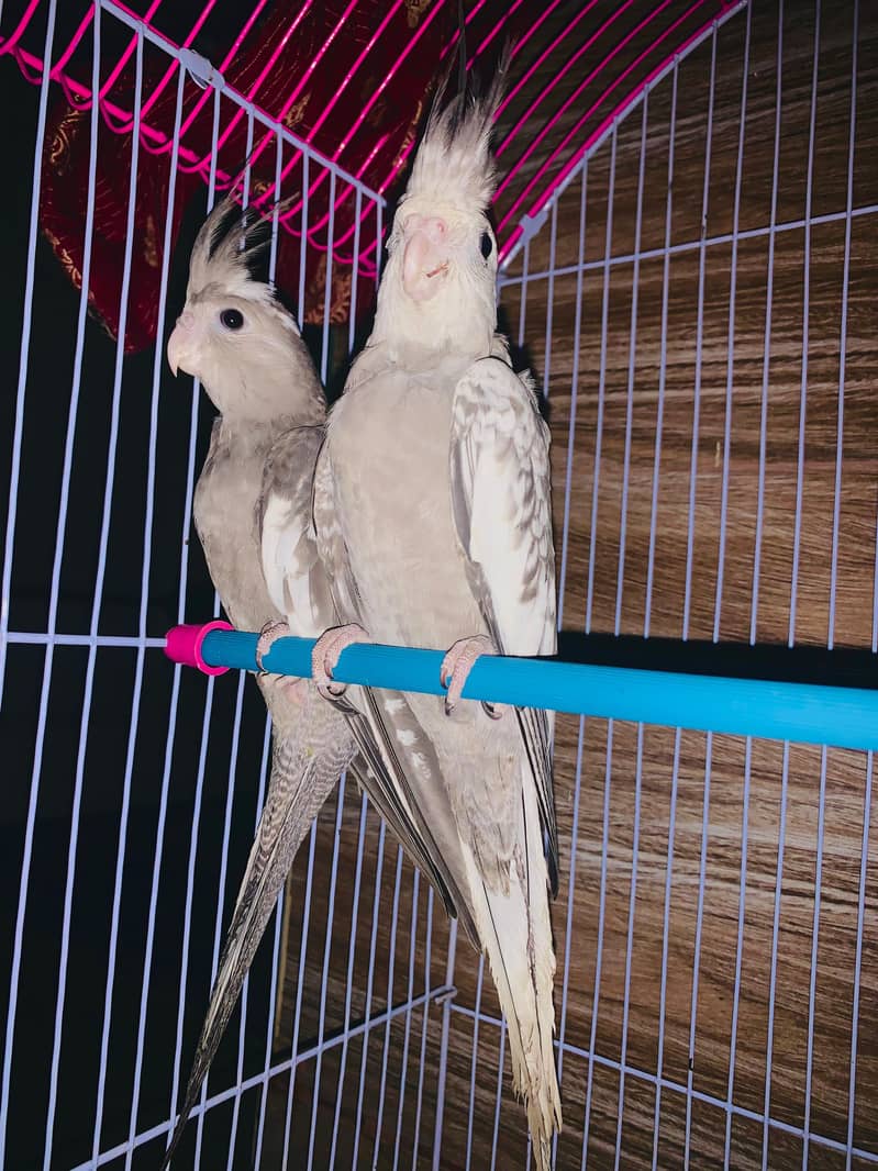 breeder pair 4