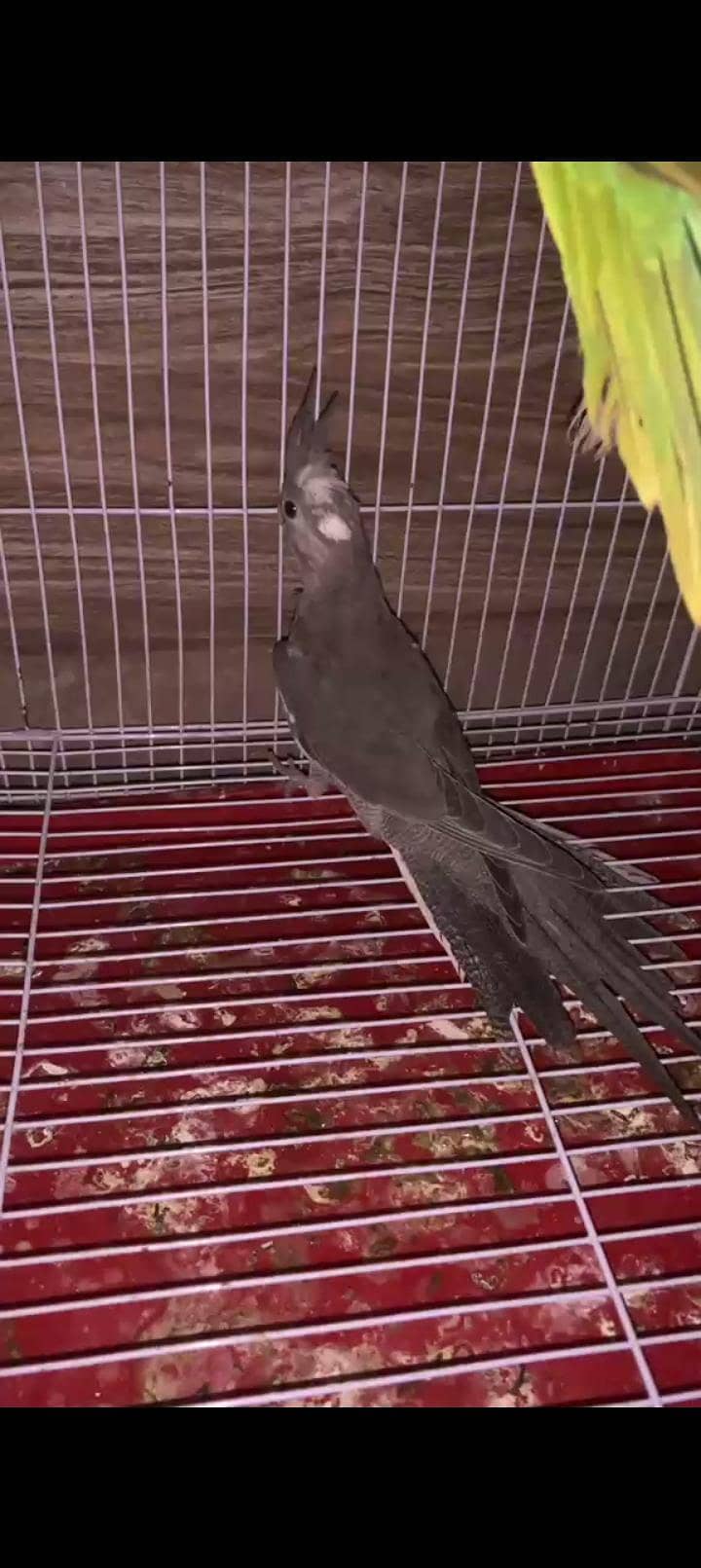 breeder pair 6