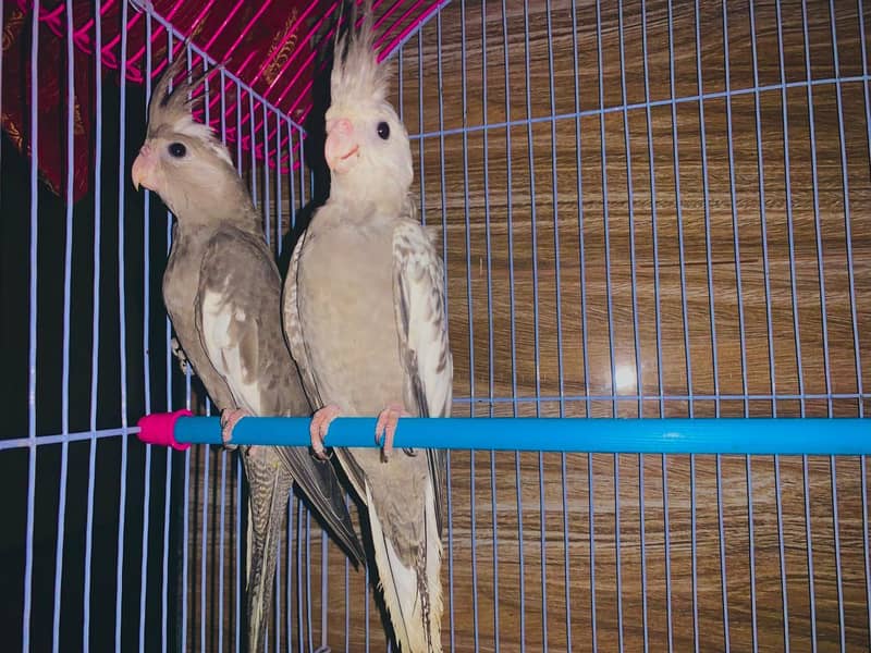 breeder pair 7