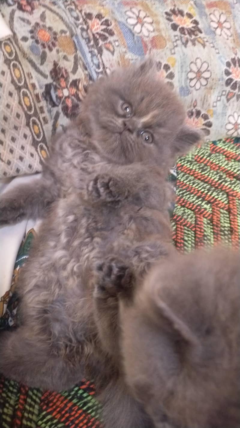 good cats 0
