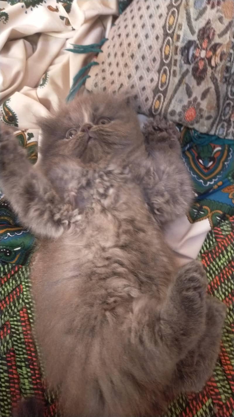 good cats 1