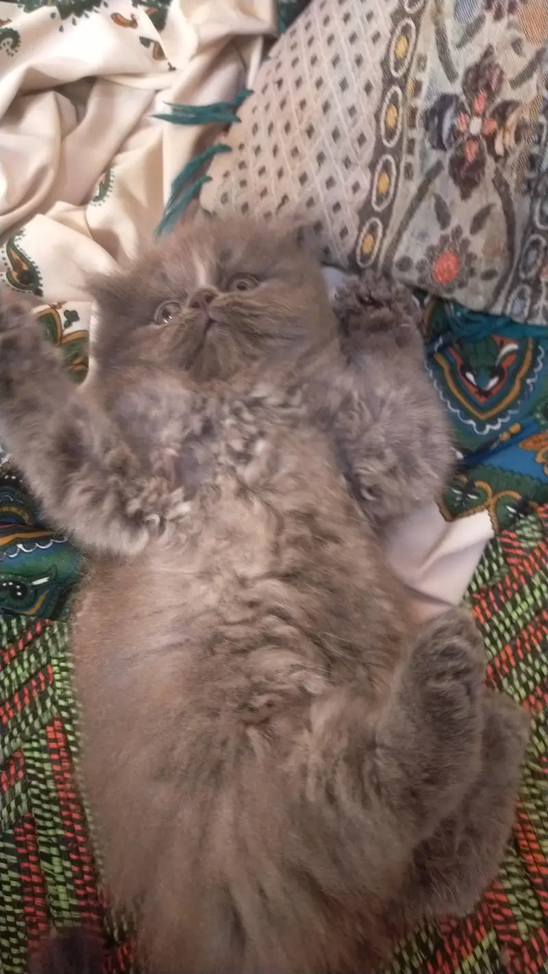 good cats — photo 2