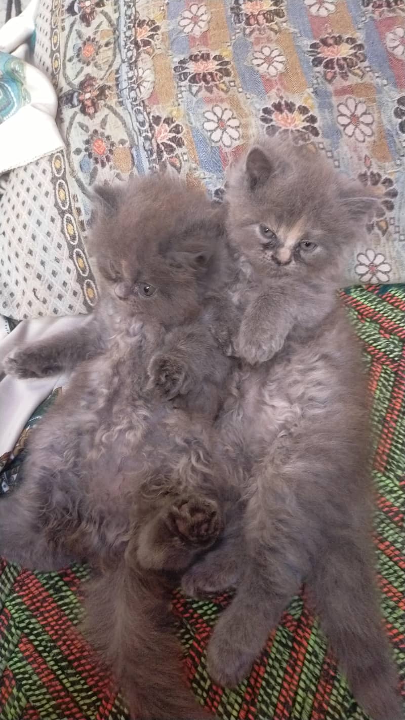 good cats 2