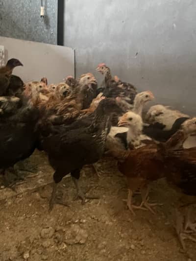 Golden misri 35 to 40 days chicks