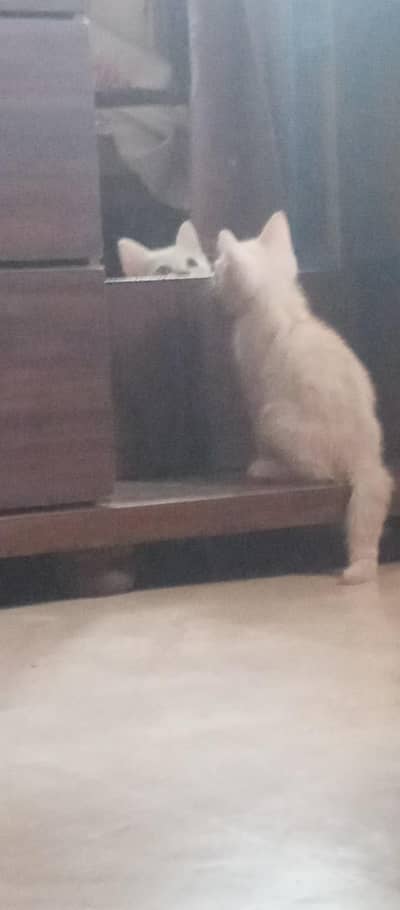 Persian double coat semi punch face Kitten