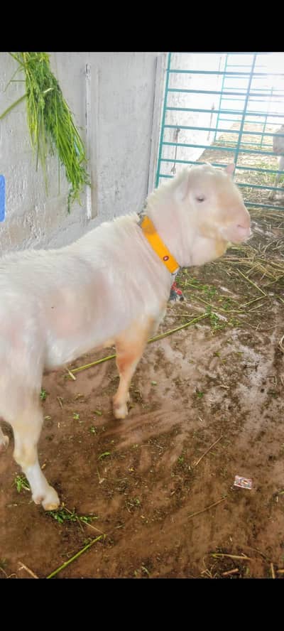 Top quality teedy breedar bakra 35 kg meat weight