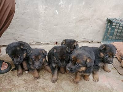 German Shepherd puppy for sale