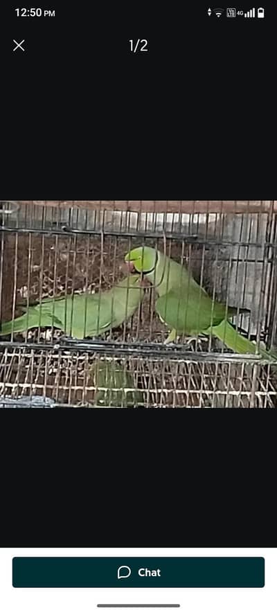 Beeder pair availble forsale (5 chick average)space issue
