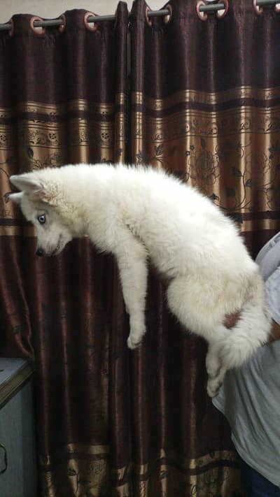 White Wolly Coat Female Husky 03244632917