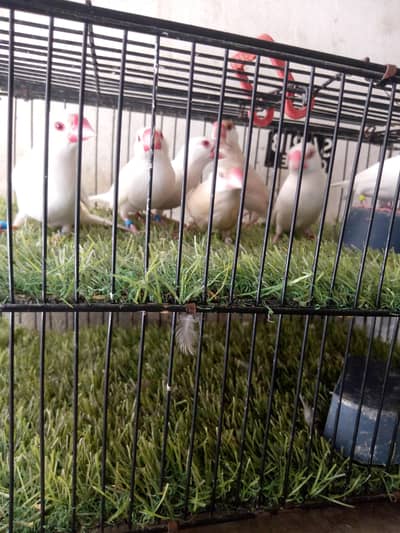 Albino Opal & fown Java available for sale