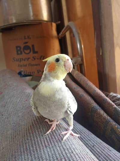 semi tame cockatiel for slae