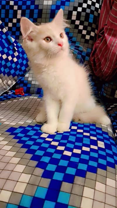 Persian kittins | Doble coat | Fluffy | Cat for sale